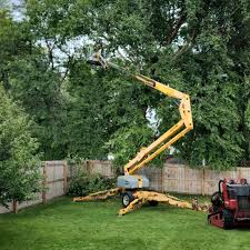 Best Tree Removal  in Grand Ledge, MI