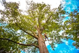 Best Seasonal Cleanup (Spring/Fall)  in Grand Ledge, MI