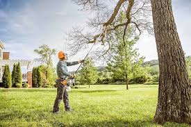 Best Palm Tree Trimming  in Grand Ledge, MI