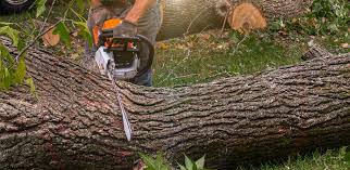 Best Tree Maintenance Programs  in Grand Ledge, MI