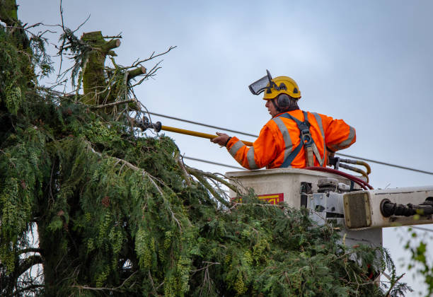 Best Arborist Consultation Services  in Grand Ledge, MI