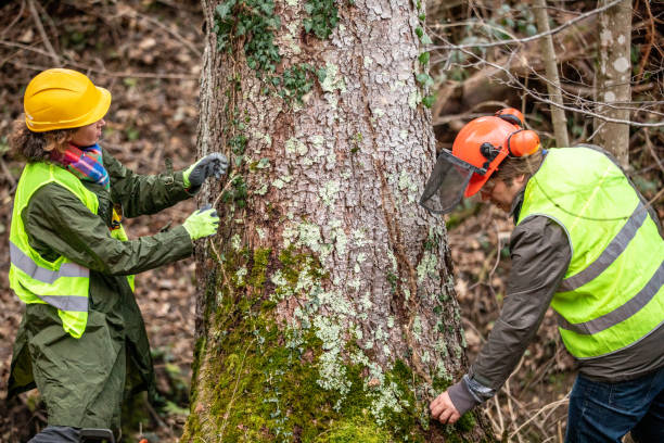 Best Root Management and Removal  in Grand Ledge, MI