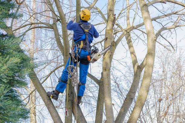 Best Stump Grinding and Removal  in Grand Ledge, MI