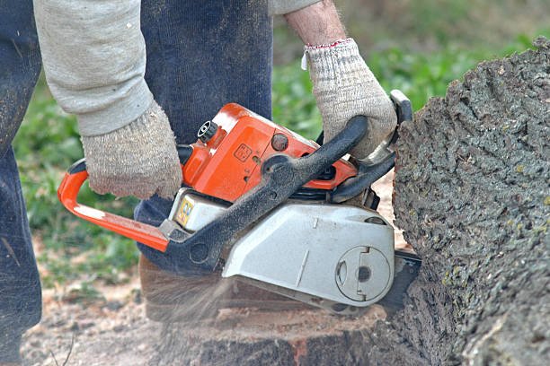 Best Tree Preservation Services  in Grand Ledge, MI