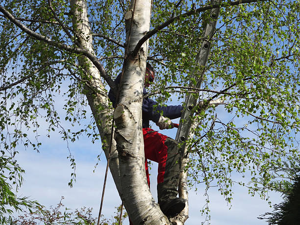 Best Leaf Removal  in Grand Ledge, MI