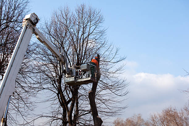 Best Root Management and Removal  in Grand Ledge, MI