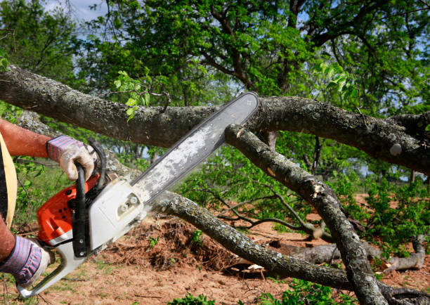 Best Tree Mulching  in Grand Ledge, MI