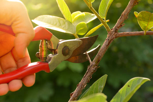 Best Fruit Tree Pruning  in Grand Ledge, MI