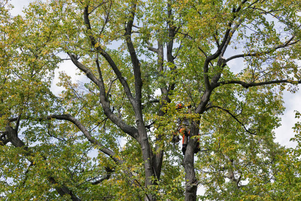 How Our Tree Care Process Works  in  Grand Ledge, MI